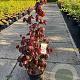 Corylus 'Red Majestic' 60-80 cm 10L