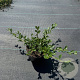 Cotoneaster dammeri 25-30 cm P13