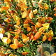 Cytisus 'Apricot Gem' 30-40 cm P13