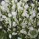 Cytisus 'White Lion' 30-40 cm P13