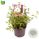 Deutzia gracilis 'Nikko' 20-25 cm 3,0L