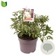 Deutzia hybrida 'Mont Rose' 40-45 cm 7,5L