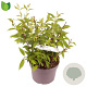 Deutzia lemoinei 30-35 cm 3,0L