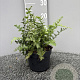 Dryopteris stewartii GM 2,0L