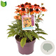 Echinacea Lakota Orange GM C5