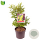 Forsythia int. 'Lynwood' 50-60 cm 7,5L