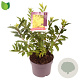 Forsythia int. Week-End 30-35 cm 3,0L