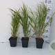 Hakonechloa macra GM P9
