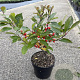 Ilex verticillata (vrl) 30-40 cm 2,0L