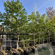 Juglans regia 10-12 cm 50L