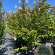 Lagerstroemia 'Natchez' 200-250 cm cont. 80L meerstammig