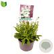Leucanthemum (S) 'Madonna' GM 2,0L
