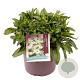 Leucanthemum (S) 'Madonna' GM C5
