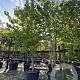 Liquidambar styraciflua 400-450 cm cont. 230L meerstammig