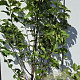 Magnolia 'Galaxy' 150-175 cm 20L