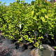 Magnolia loebneri 'Merrill' 125-150 cm 15L