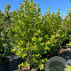 Magnolia loebneri 'Merrill' 175-200 cm cont. 80L meerstammig