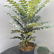 Mahonia media 'Winter Sun' 50-60 cm 10L