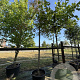 Malus 'Rudolph' 12-14 cm cont. 110L