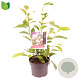 Magnolia soulangeana 30-40 cm 5,0L