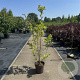 Magnolia soulangeana 80-100 cm 13L