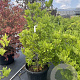 Magnolia stellata 100-120 cm 50L