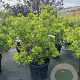 Magnolia stellata 100-120 cm cont. 70L