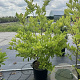 Magnolia stellata 120-140 cm 30L