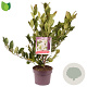 Magnolia stellata 40-50 cm 5,0L