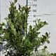Magnolia stellata 80-100 cm 10L