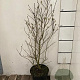 Magnolia stellata 80-100 cm 10L