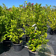 Magnolia 'Susan' 100-125 cm 20L