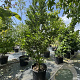 Magnolia 'Susan' 200-250 cm cont. 130L
