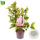 Magnolia 'Susan' 40-50 cm 5,0L