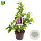 Magnolia 'Susan' 50-60 cm 10L