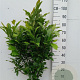 Magnolia 'Susan' 80-100 cm 10L