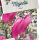 Magnolia 'Susan' 80-100 cm 10L