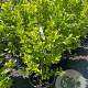 Magnolia 'Susan' 80-100 cm 20L