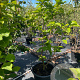 Magnolia 'Yellow River' 125-150 cm 50L meerstammig