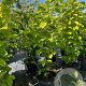 Magnolia 'Yellow River' 150-175 cm 50L meerstammig