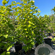 Magnolia 'Yellow River' 200-225 cm 50L meerstammig