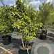 Mespilus germanica 150-175 cm 50L meerstammig