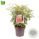 Nandina domestica 50-60 cm 10L