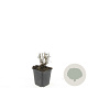 Nepeta 'Walker's Low' GM P9