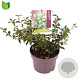 Osmanthus burkwoodii 20-30 cm 3,0L