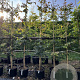 Parrotia persica 6-8 cm 30L