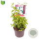 Philadelphus 'Belle Etoile' 25-30 cm 3,0L