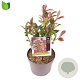 Photinia fraseri 'Carré Rouge' 25-30 cm 3,0L