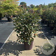Photinia fraseri 'Red Robin' 100-120 cm 20L