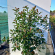 Photinia Magical Volcano 50-60 cm 10L